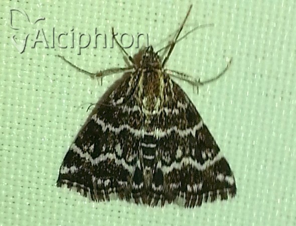 Evergestis alborivulalis