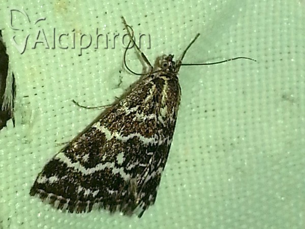 Evergestis alborivulalis