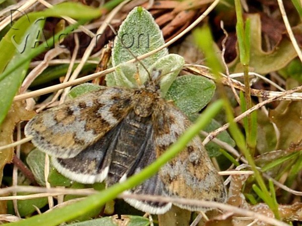 Metaxmeste schrankiana