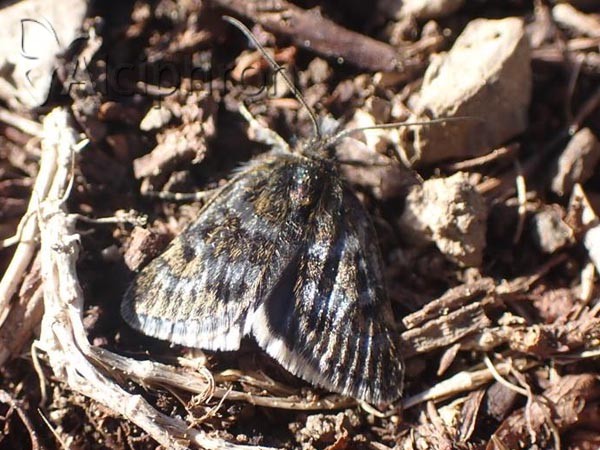 Metaxmeste schrankiana