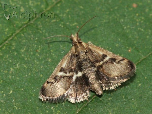 Titanio normalis