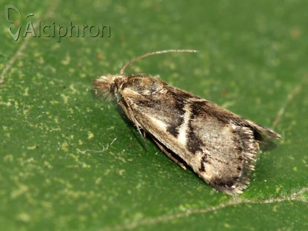 Titanio normalis