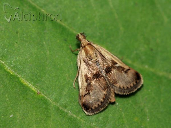 Titanio normalis