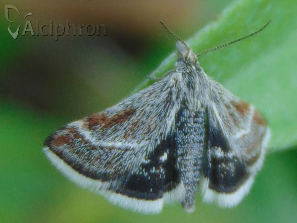 Atralata albofascialis