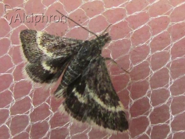 Atralata albofascialis