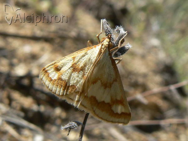 Ephelis cruentalis