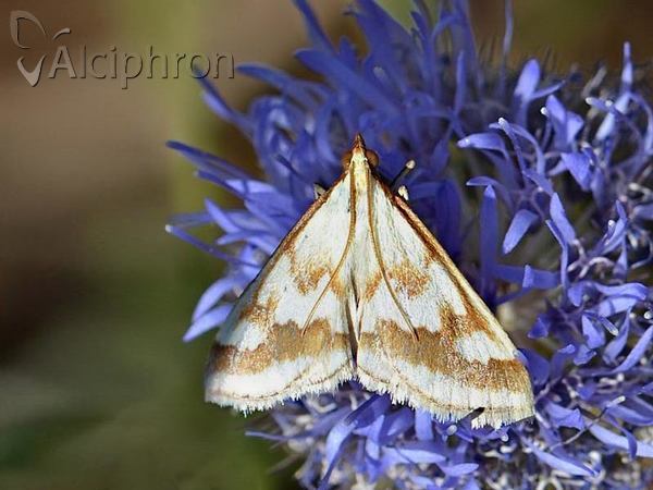 Ephelis cruentalis