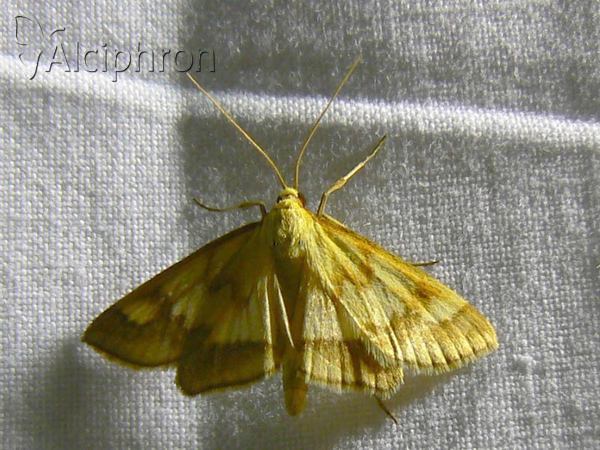 Ephelis cruentalis