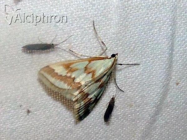 Ephelis cruentalis