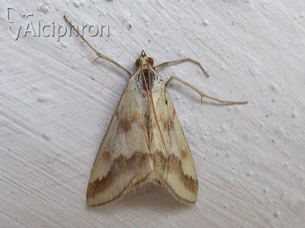 Ephelis cruentalis