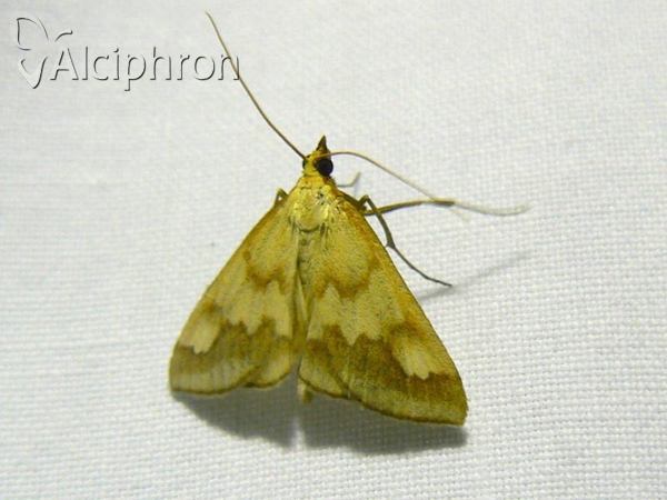 Ephelis cruentalis