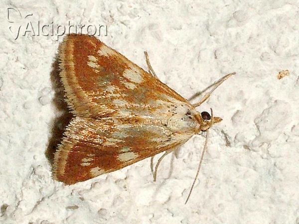 Epascestria pustulalis