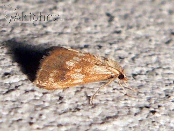 Epascestria pustulalis