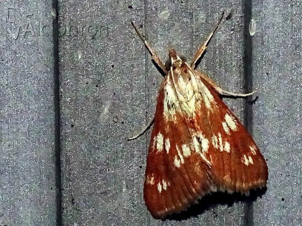 Epascestria pustulalis