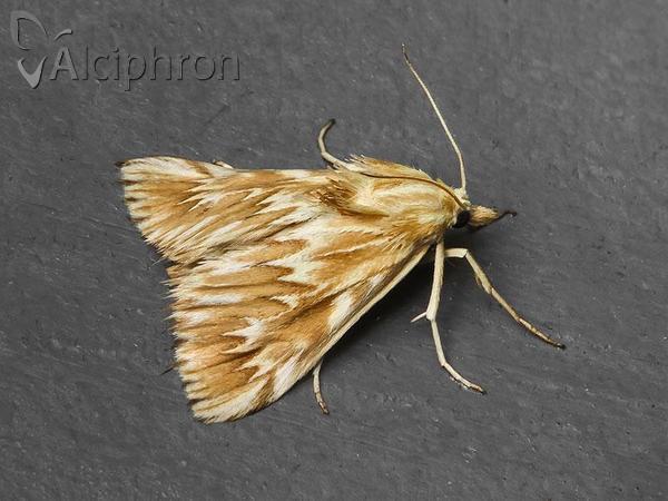 Cynaeda dentalis