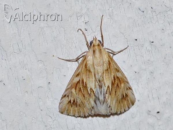 Cynaeda dentalis