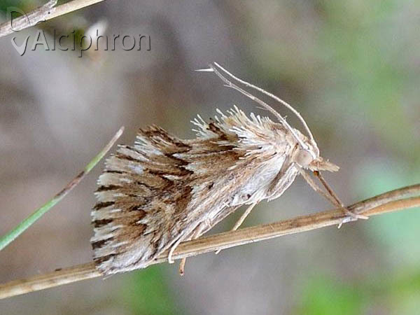 Cynaeda dentalis