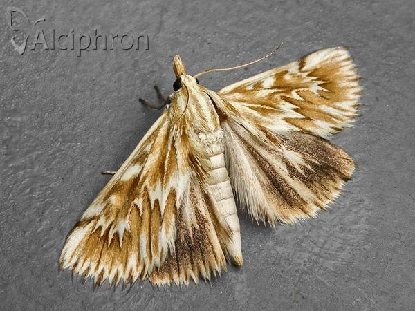 Cynaeda dentalis