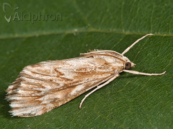 Cynaeda dentalis
