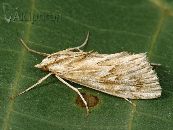 Cynaeda dentalis