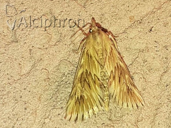 Cynaeda dentalis