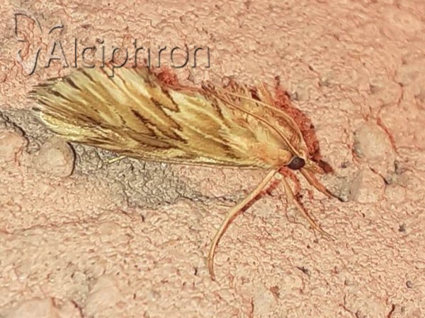 Cynaeda dentalis