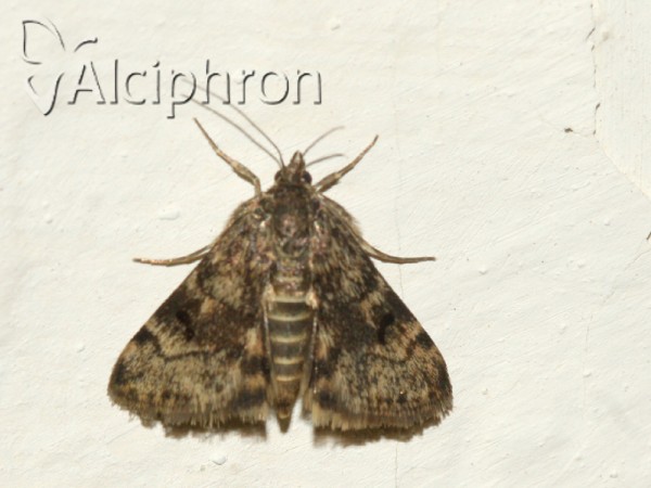 Aporodes floralis