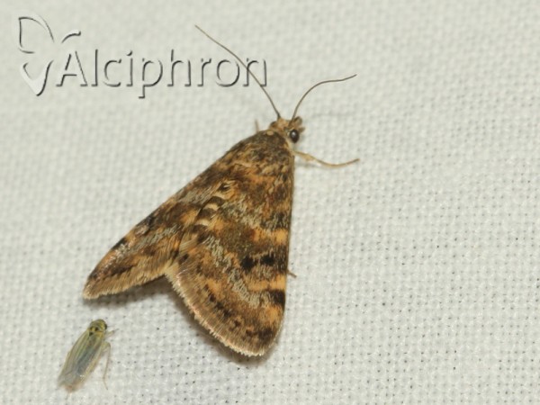 Aporodes floralis
