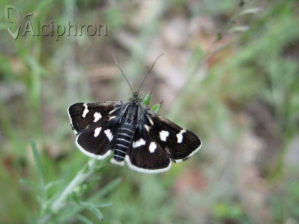 Eurrhypis pollinalis