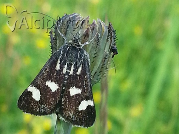 Eurrhypis pollinalis