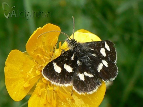 Eurrhypis pollinalis