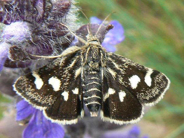 Eurrhypis pollinalis