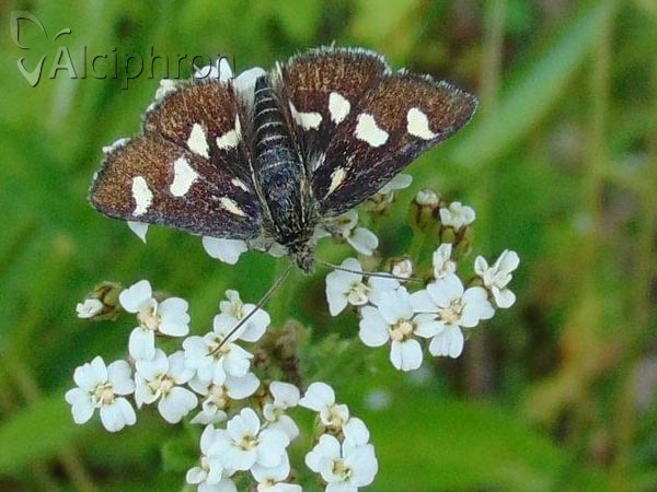 Eurrhypis pollinalis