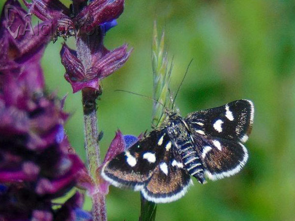 Eurrhypis pollinalis