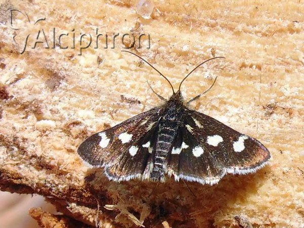 Eurrhypis pollinalis