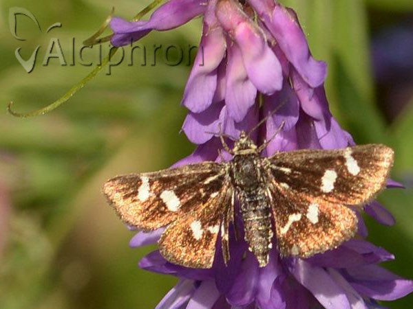 Eurrhypis pollinalis