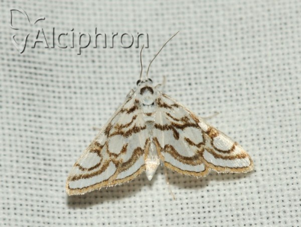 Nymphula nitidulata