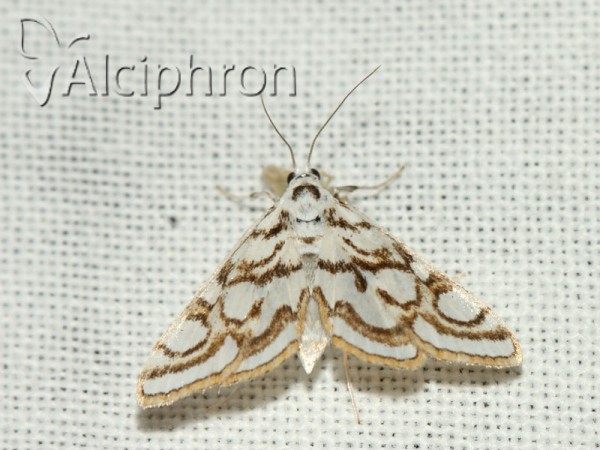 Nymphula nitidulata