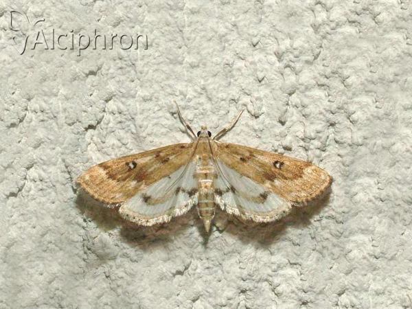 Parapoynx stratiotata