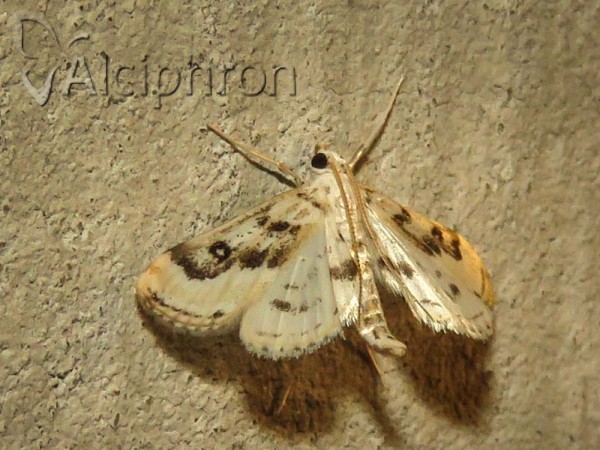 Parapoynx stratiotata