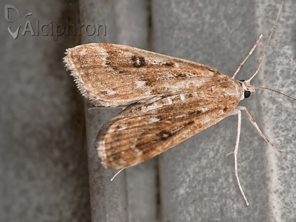 Parapoynx stratiotata