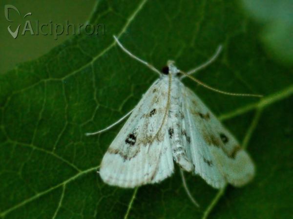 Parapoynx stratiotata