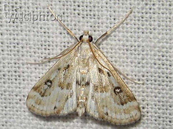 Parapoynx stratiotata