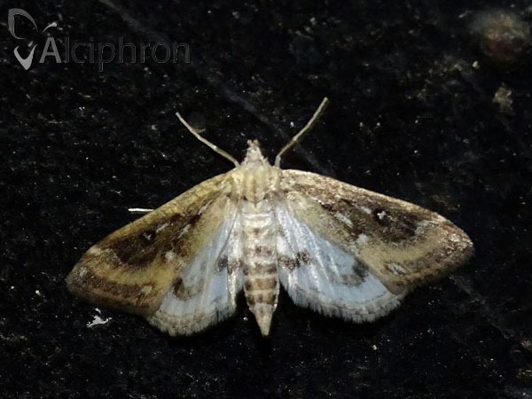 Parapoynx stratiotata