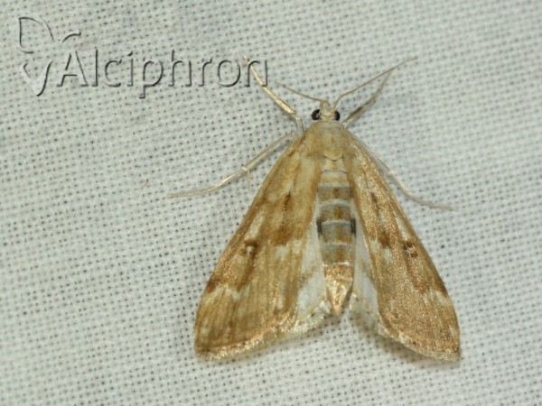 Parapoynx stratiotata