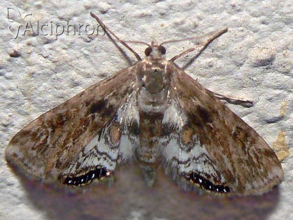 Cataclysta lemnata