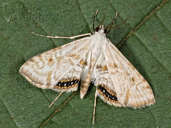 Cataclysta lemnata