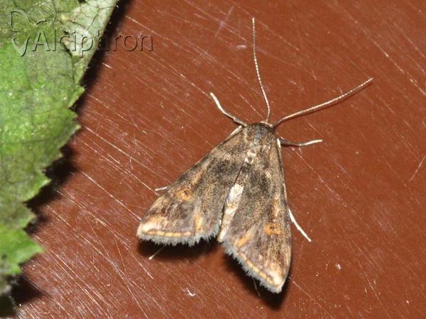 Cataclysta lemnata