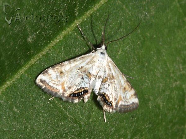 Cataclysta lemnata