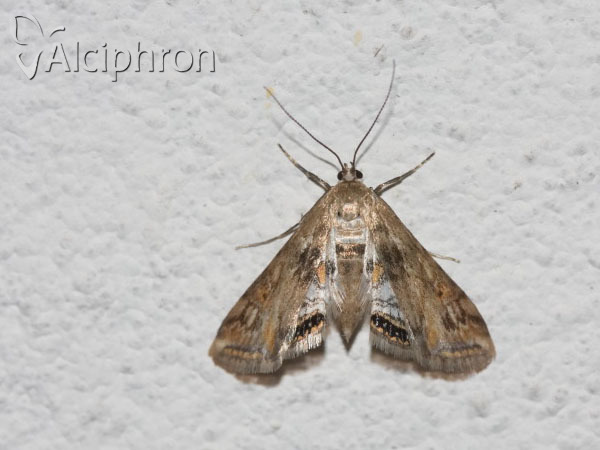 Cataclysta lemnata